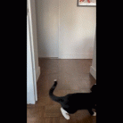 62dd2cec41f67ca01a3580f1818771b4.gif