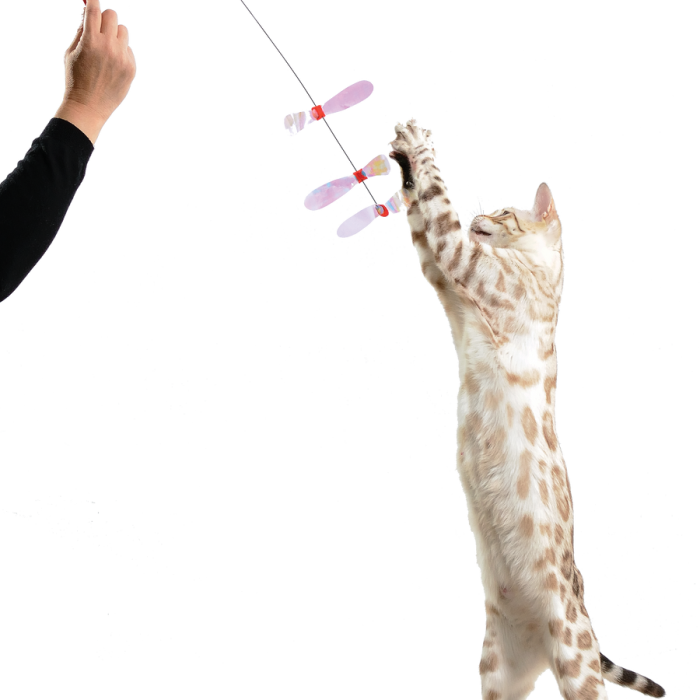 e43e6a310a4e40fc4bc6c8d4a1111a27.png